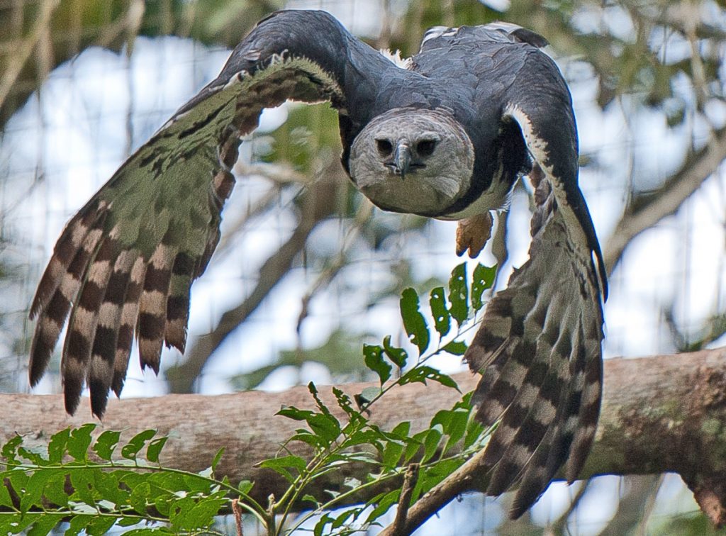 Tropical Rainforest Bird of Prey Wild Animal Harpy Eagle Big Bird