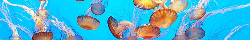 Jellyfish, a type of Cnidarian