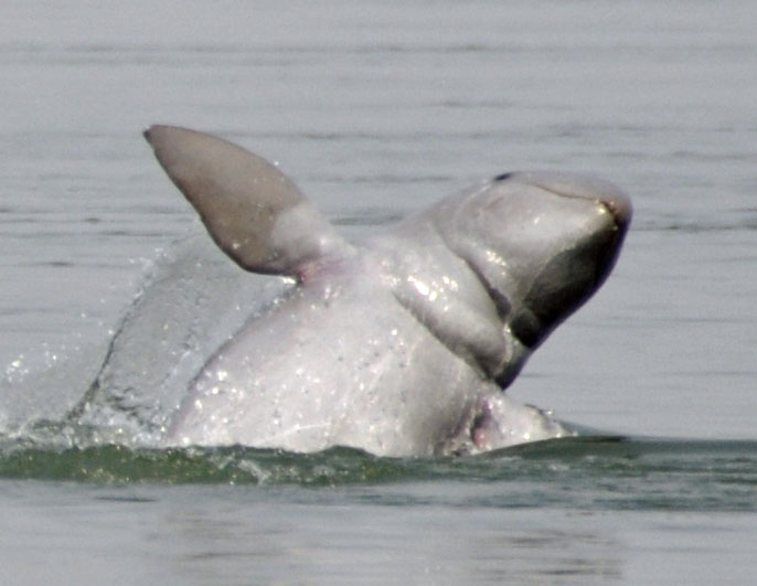 "File:DKoehl Irrawaddi Dolphin jumping.jpg" by Dan Koehl is licensed under CC BY 3.0
